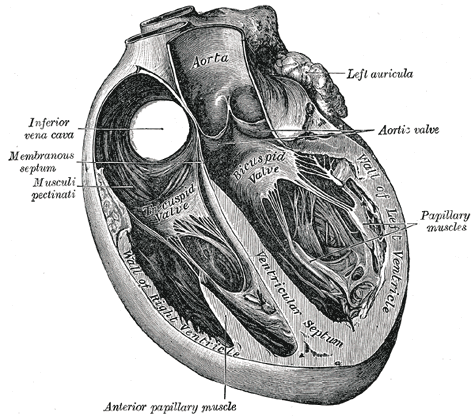 grays_anatomie_heart